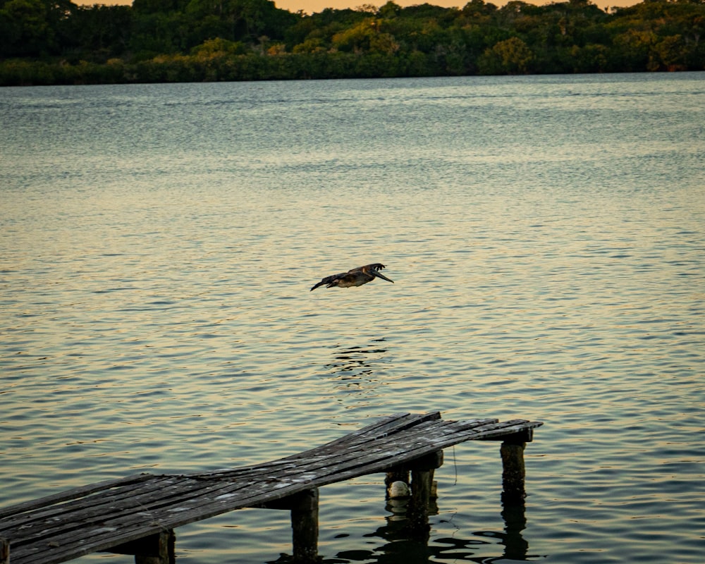 a bird flying over a body of water