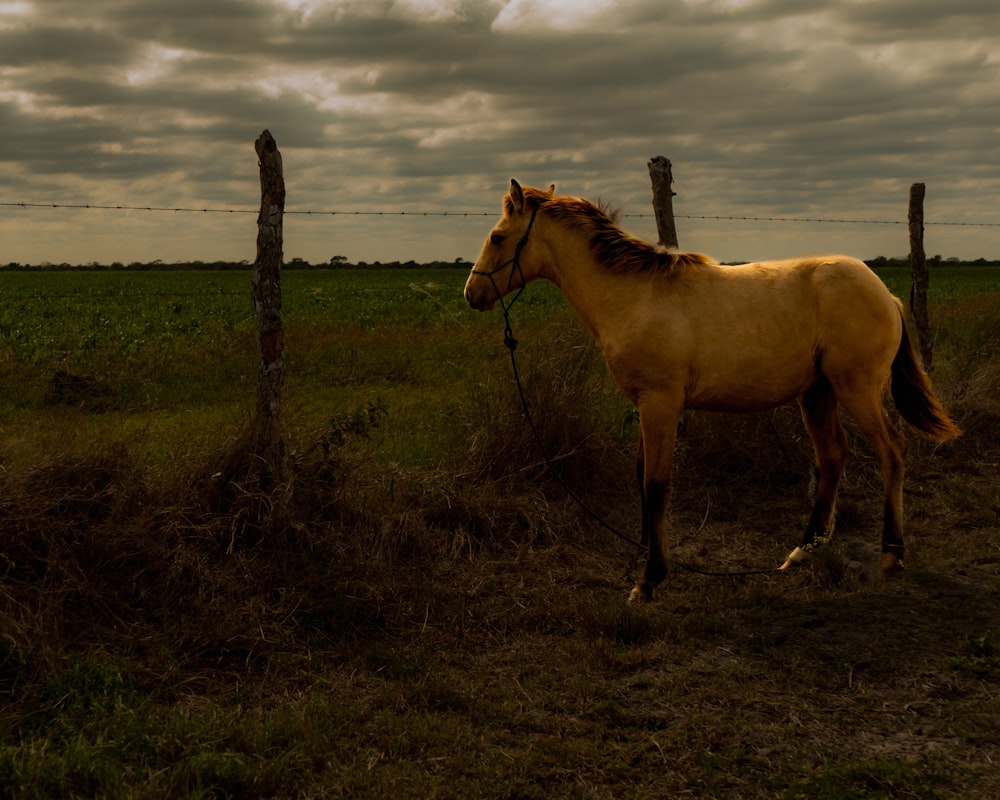 um cavalo em pé em um campo ao lado de uma cerca