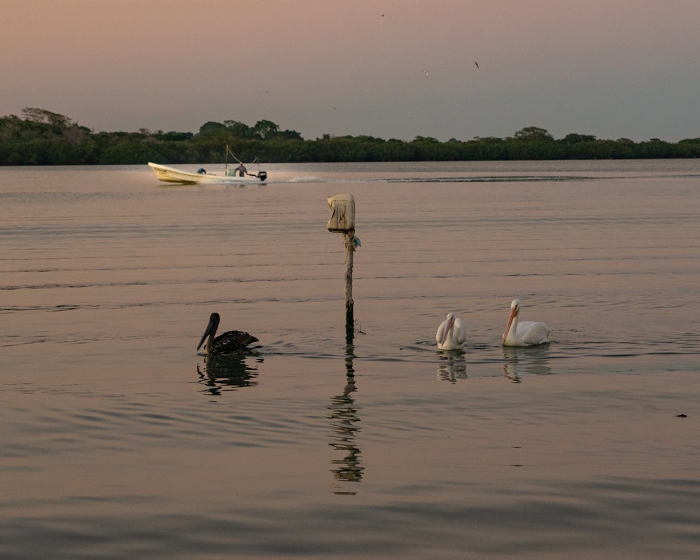 a couple of birds floating on top of a lake