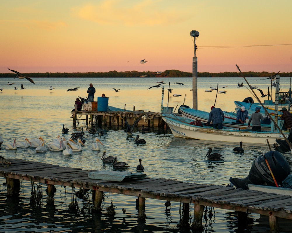 a flock of birds flying over a body of water