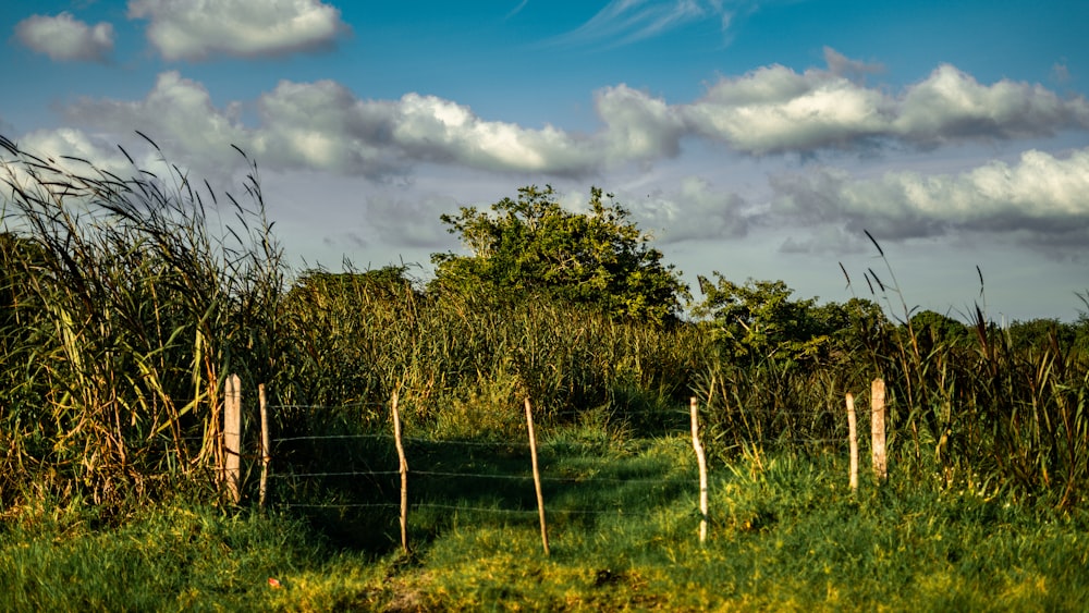 un campo erboso con una recinzione e alberi sullo sfondo