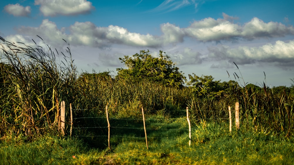 a grassy field with a fence and trees in the background