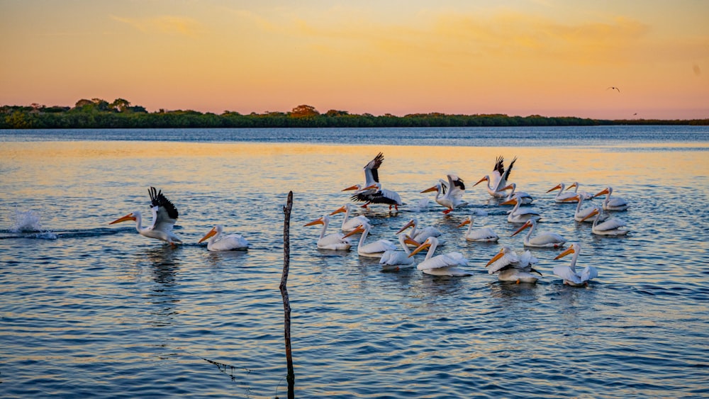 a flock of birds sitting on top of a body of water