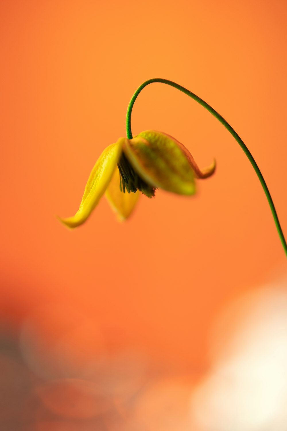 a single yellow flower with a blurry background