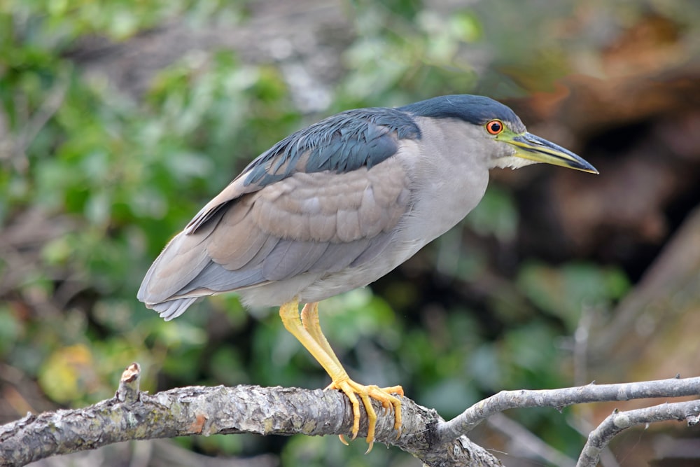 a bird is perched on a tree branch