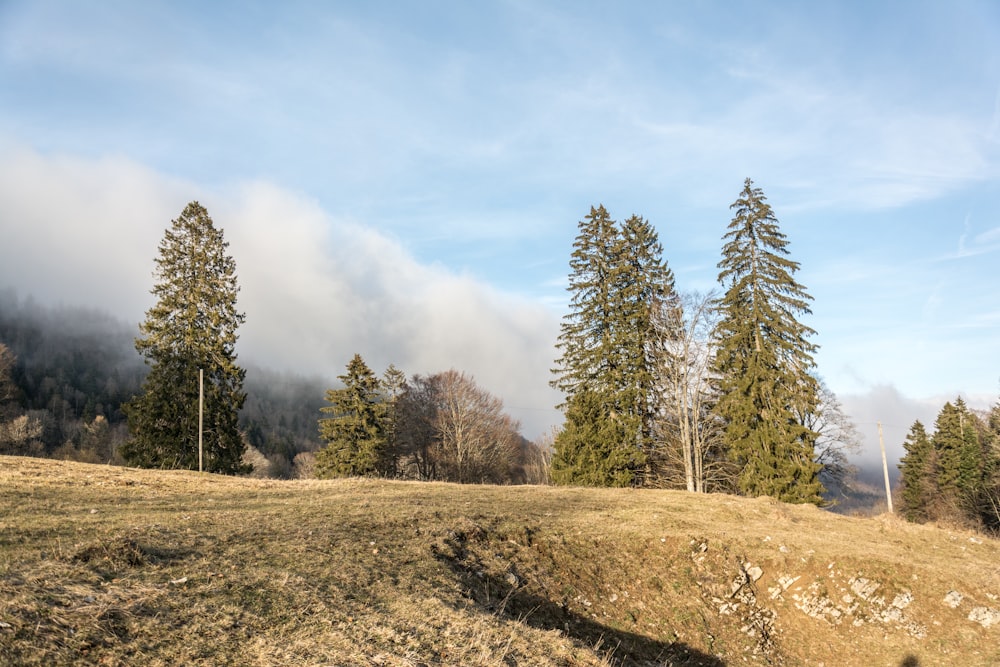 a grassy field with trees in the background