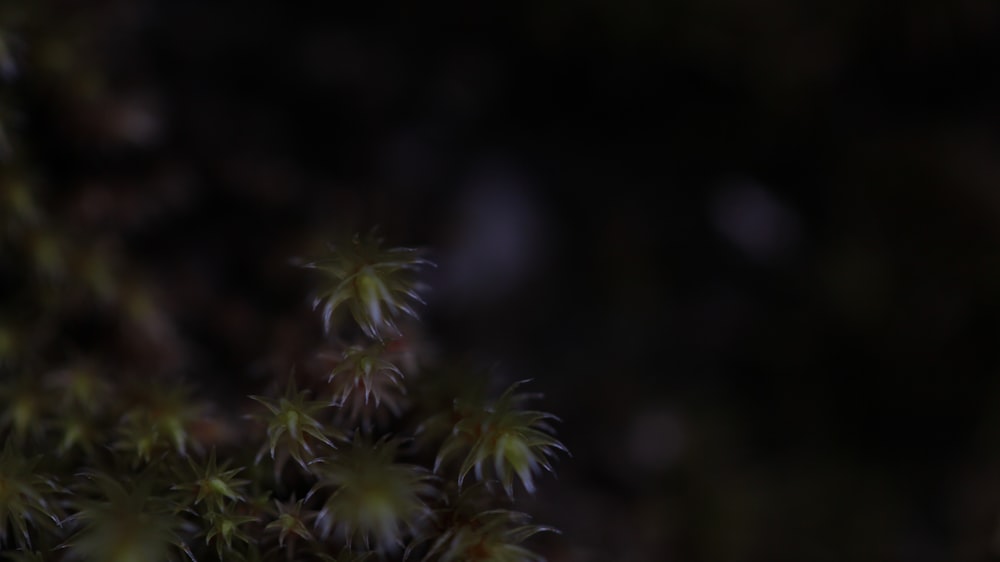 a blurry photo of a plant with small leaves