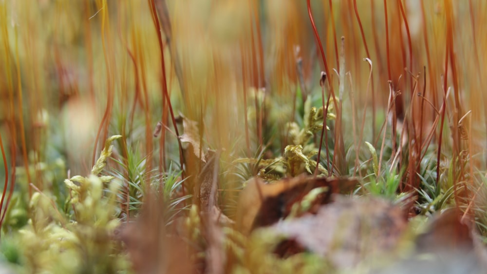 a close up of some grass and leaves