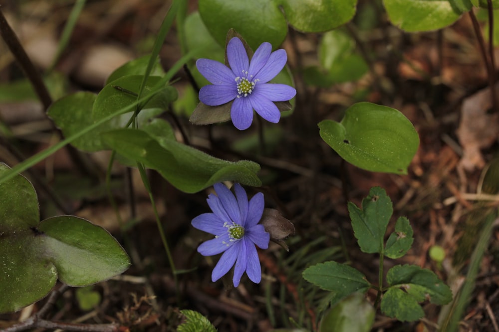 a couple of purple flowers sitting on top of a forest floor