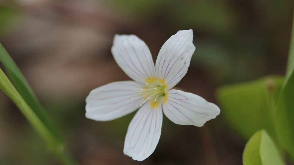 Gros plan d’une fleur avec un arrière-plan flou