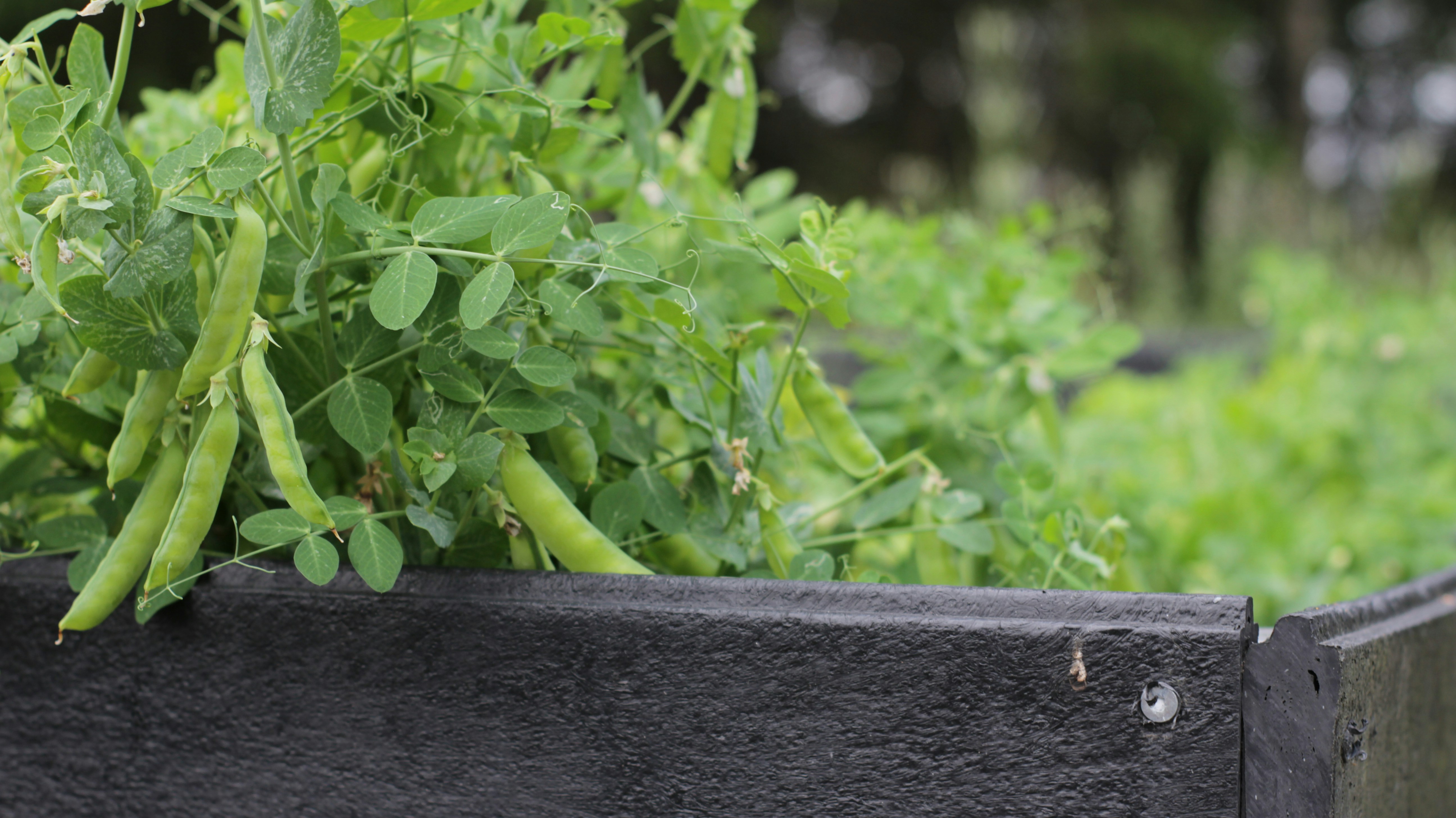a close up of a plant in a planter