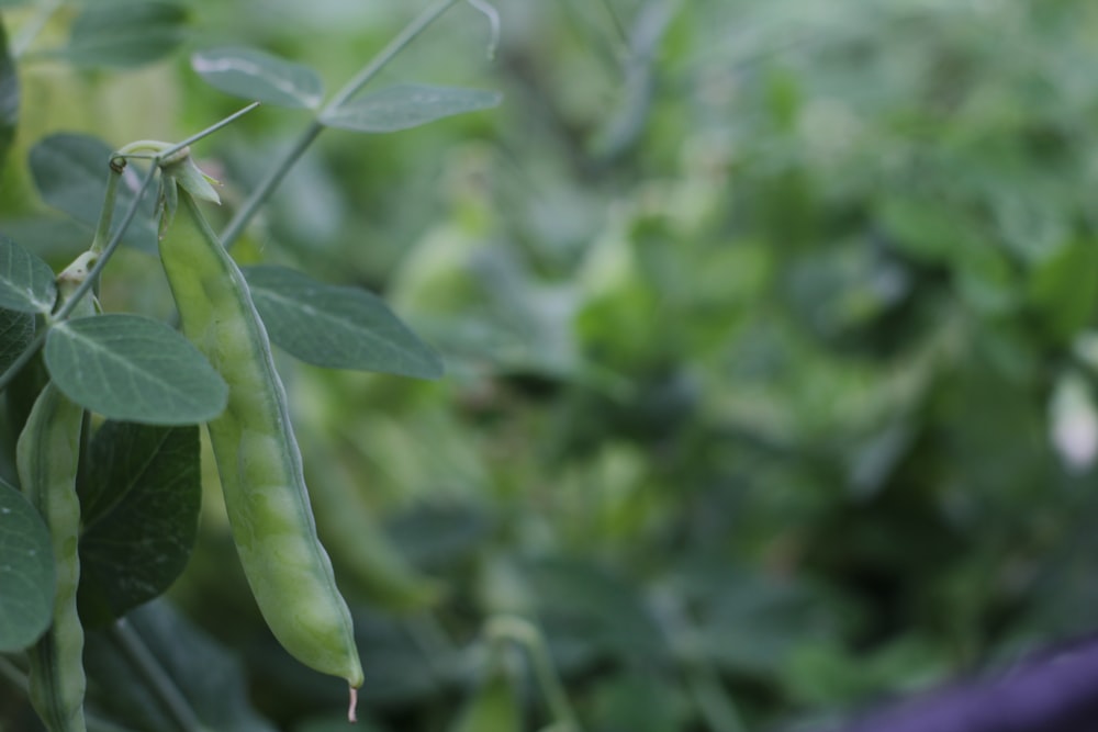 緑の葉を持つエンドウ豆の植物のクローズアップ