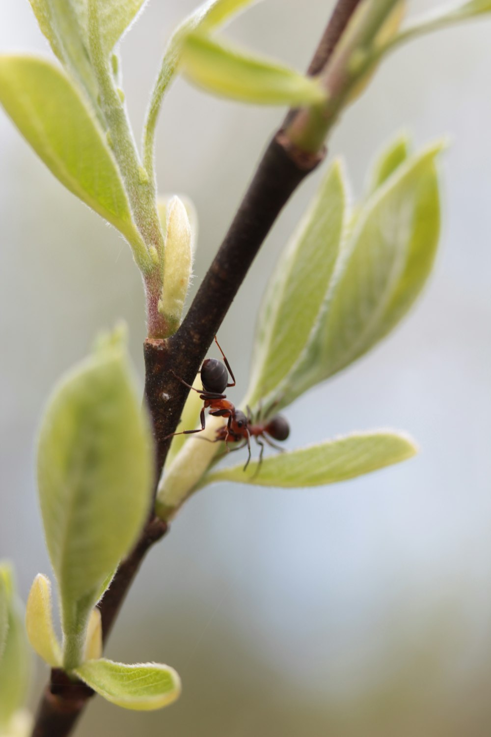 a small ant on a branch of a tree