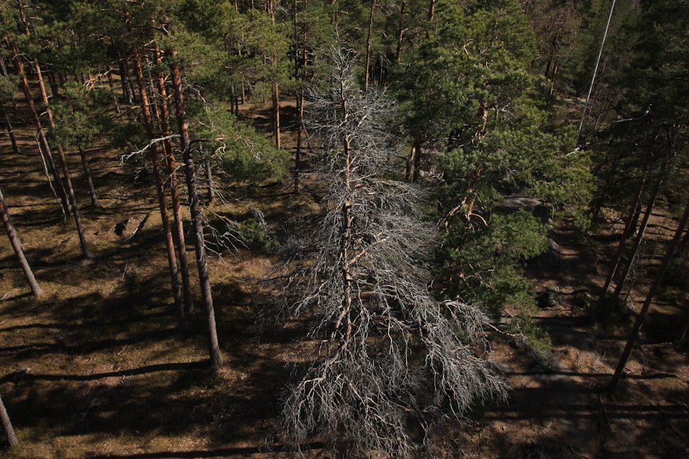 a group of trees in a forest with no leaves