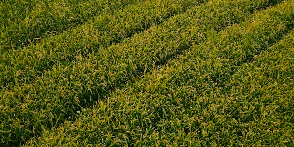 a field of green grass with a line of trees in the background