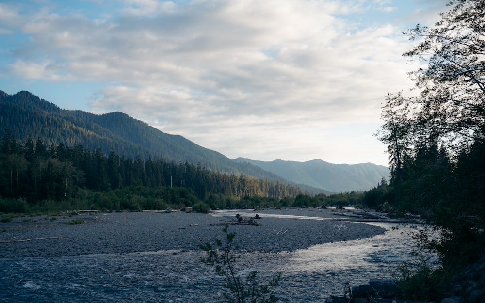 a river running through a lush green forest