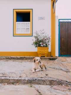 a dog sitting on a stone patio in front of a house