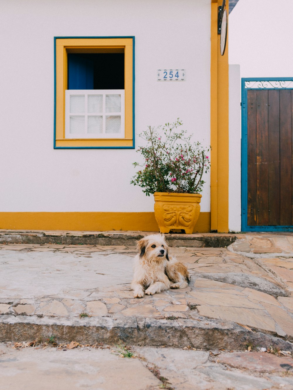 a dog sitting on a stone patio in front of a house