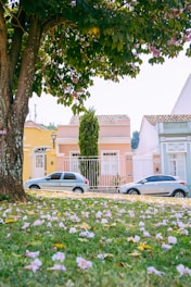 a couple of cars parked next to a tree