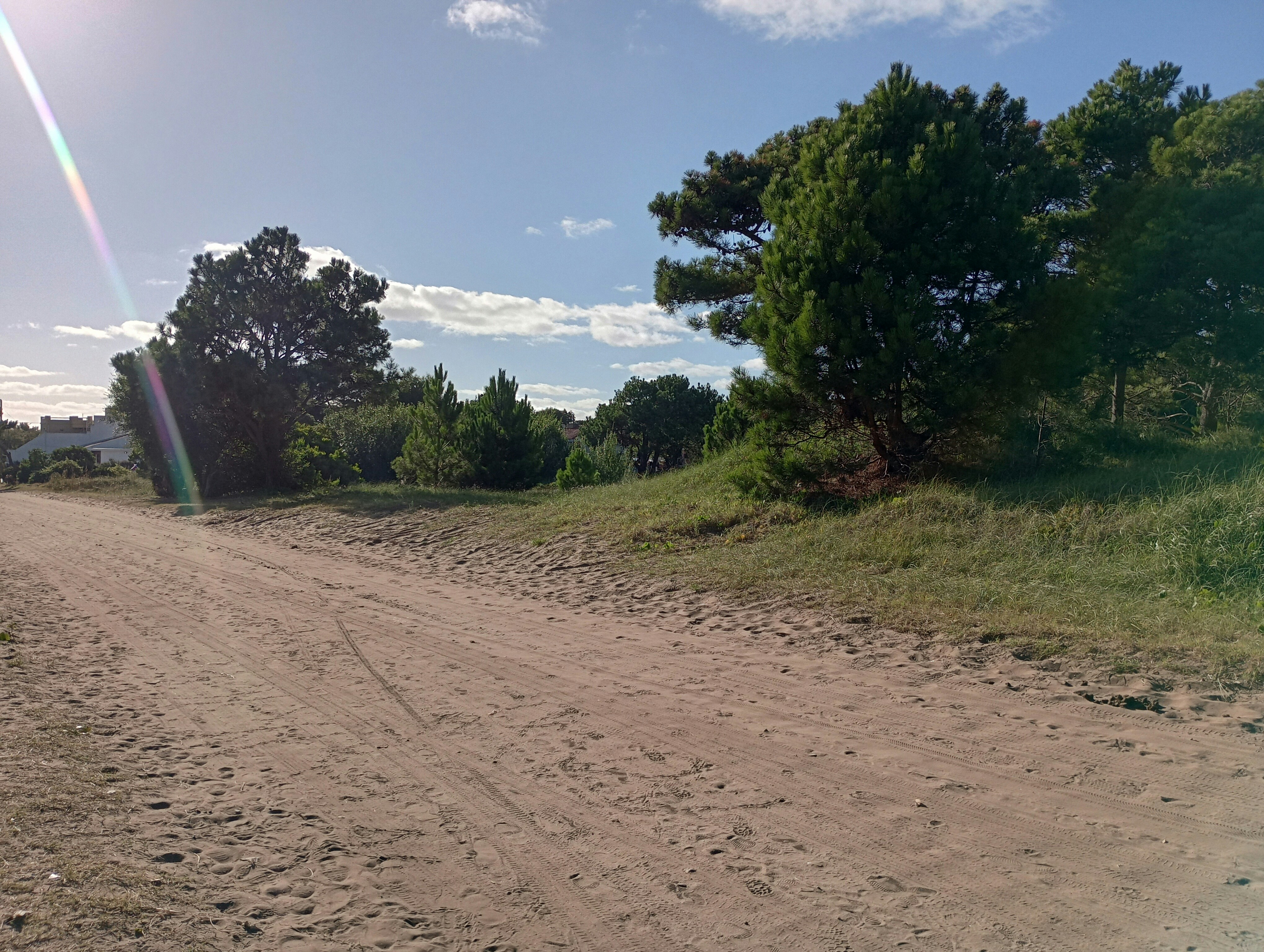 A dirt road surrounded by trees and grass photo – Free Forest Image on ...