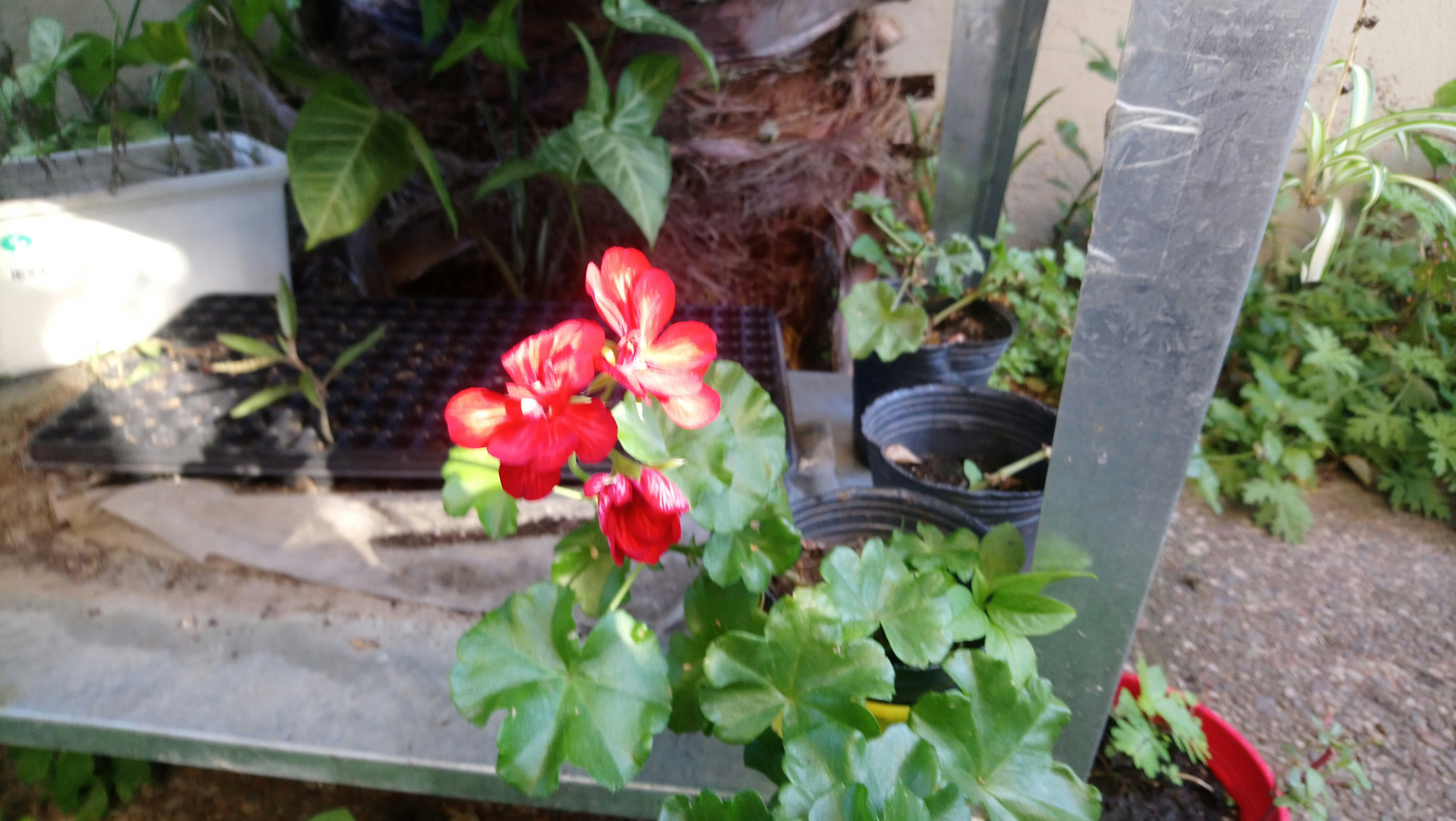 a potted plant sitting on top of a wooden table
