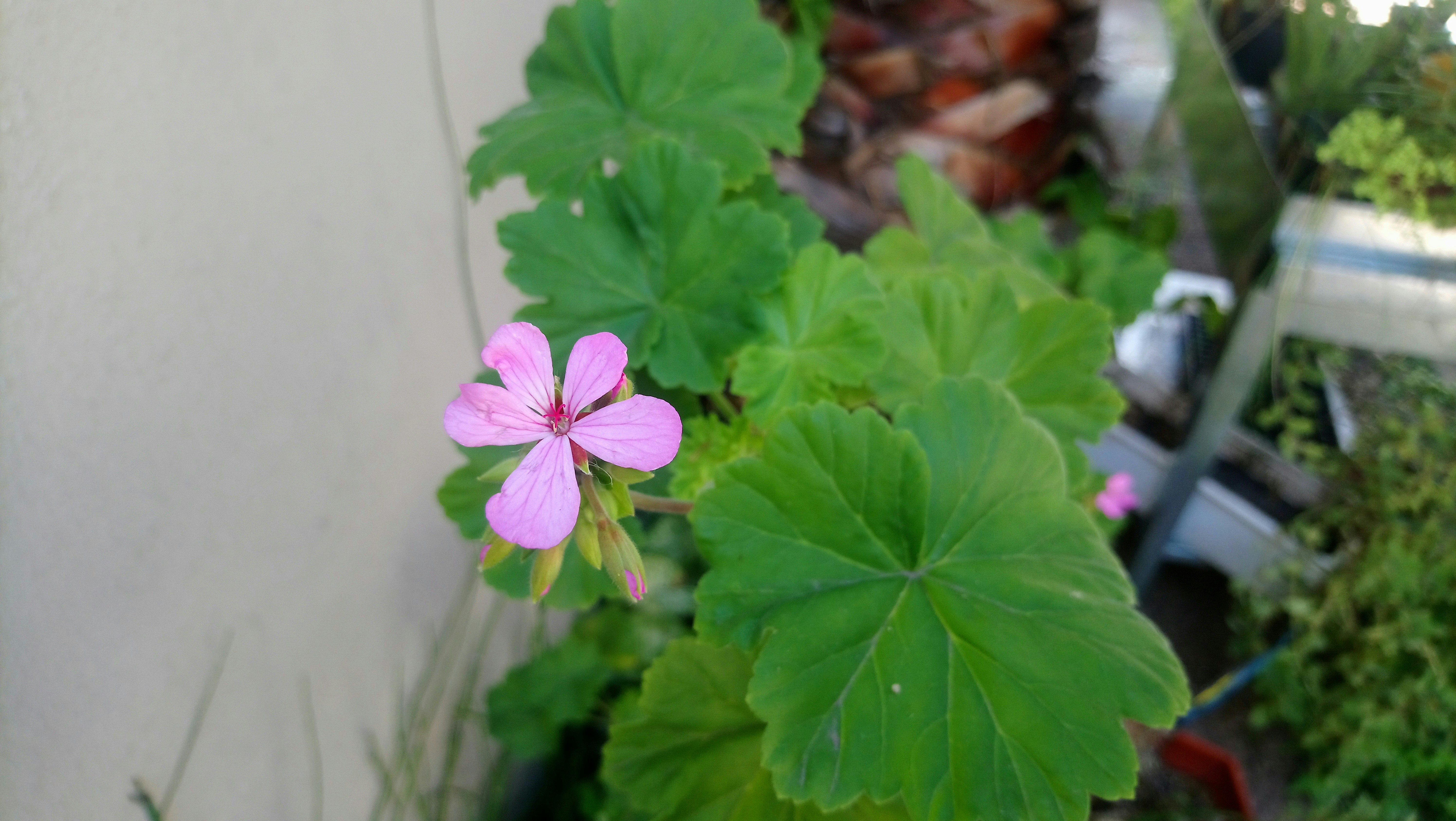a pink flower is growing in a garden