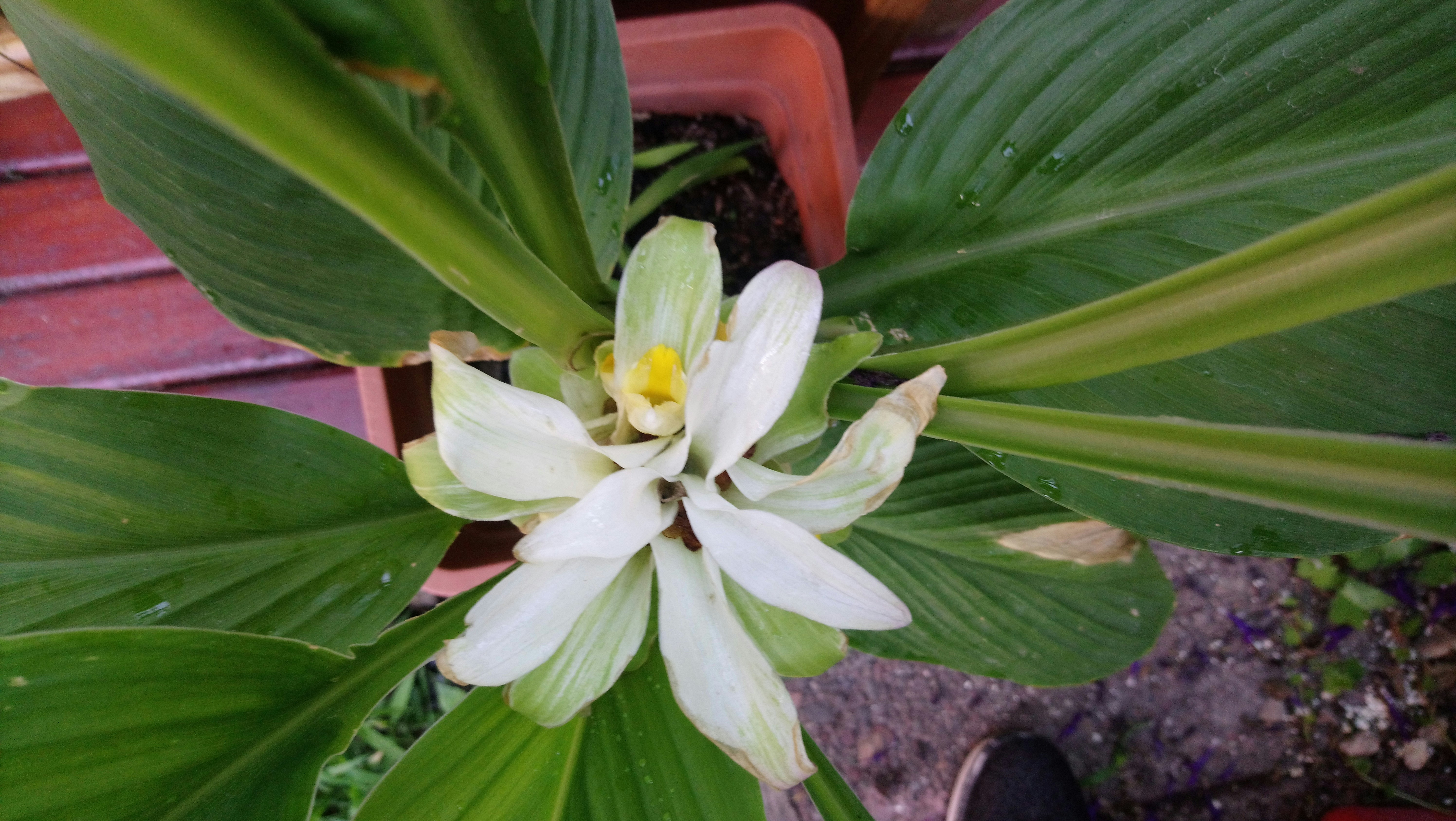 kencur herbal plant, wallpaper, Kencur untuk Batuk: Manfaat dan Cara Penggunaannya 3