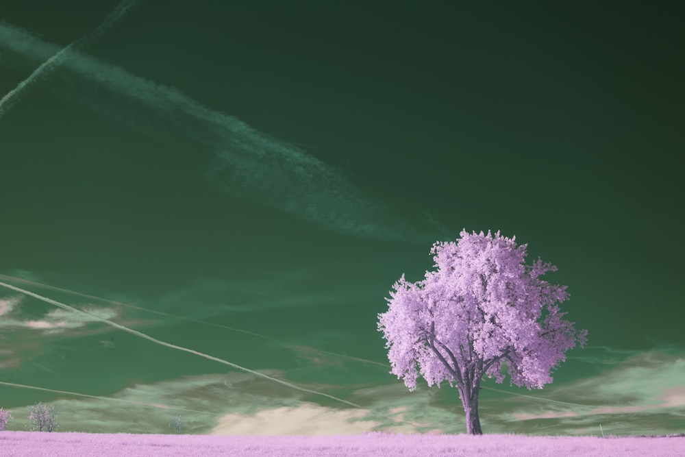 a tree in a field with a sky background