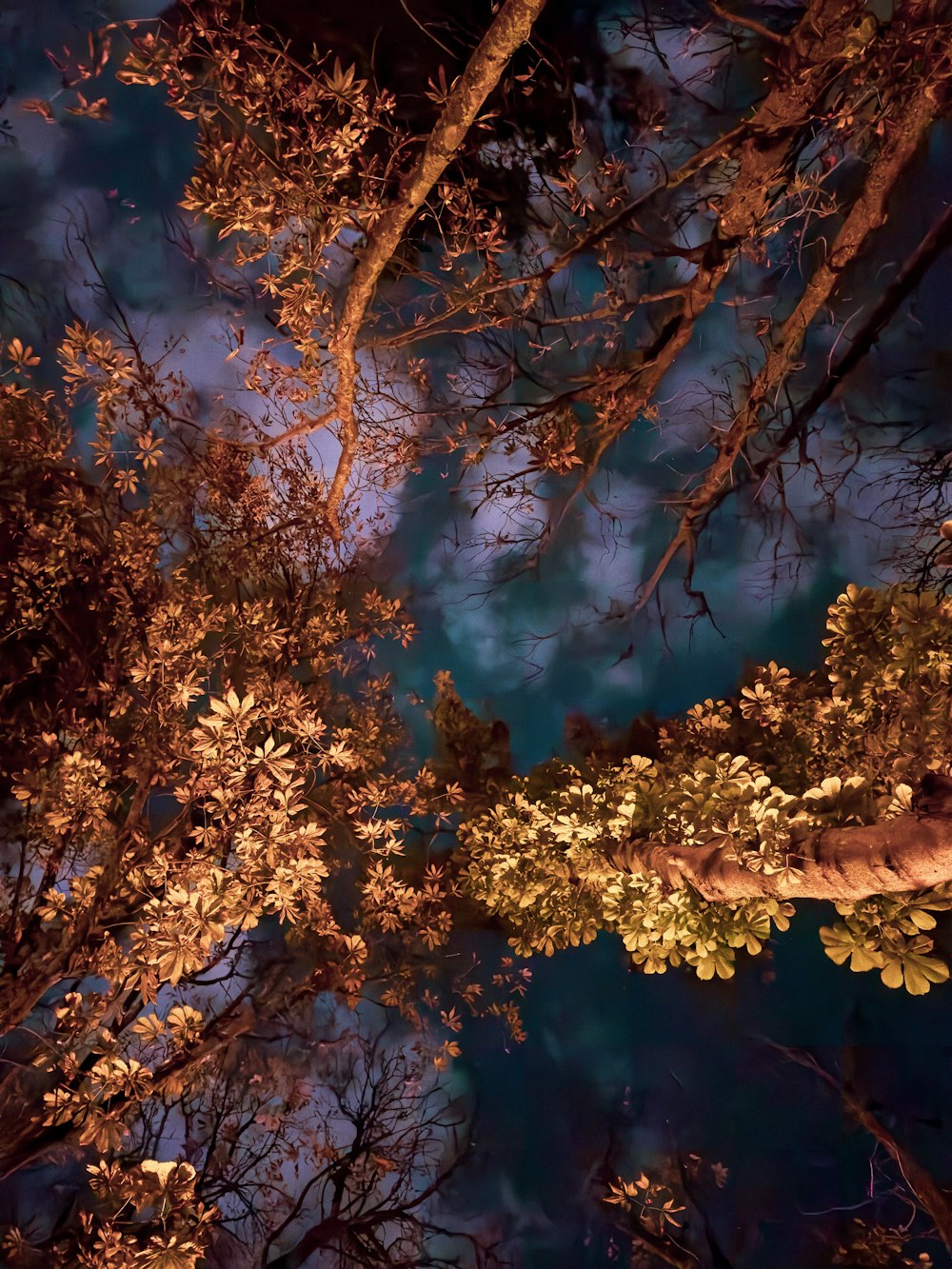 a view of the night sky through the branches of a tree
