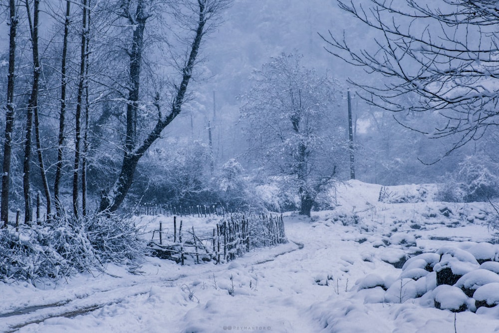 a snowy path through a wooded area with trees