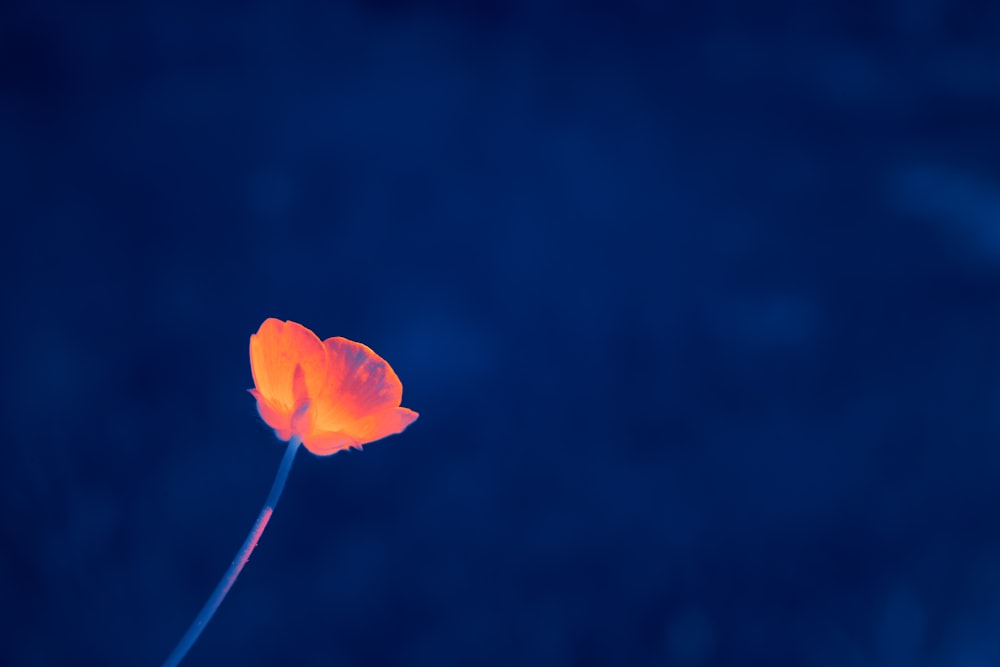 a single orange flower with a blue background