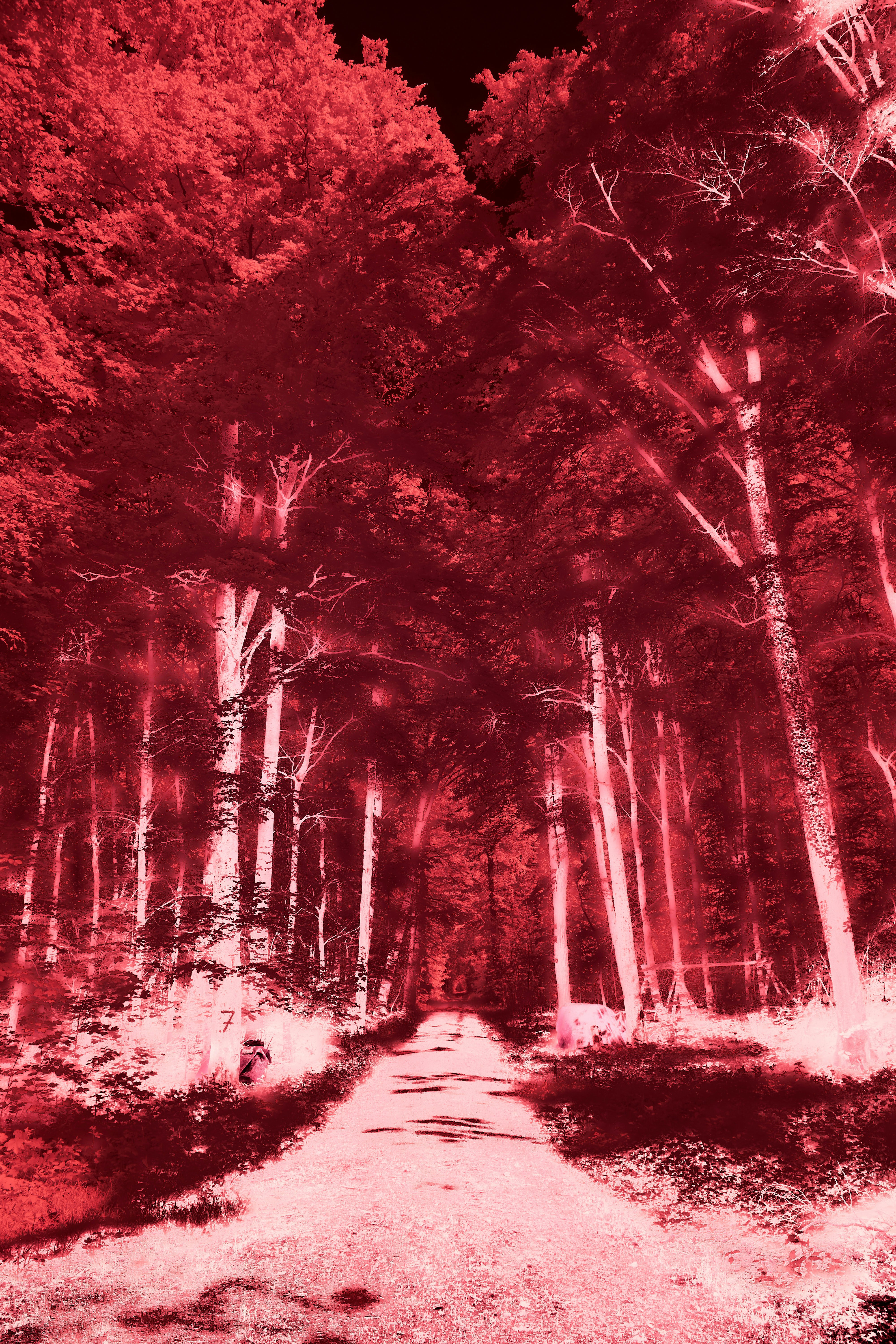 Photo by wolfgang_hasselmann