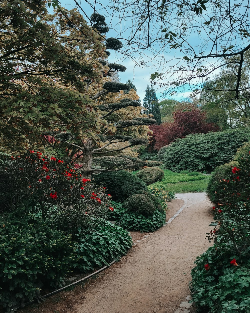 a path through a garden with lots of trees