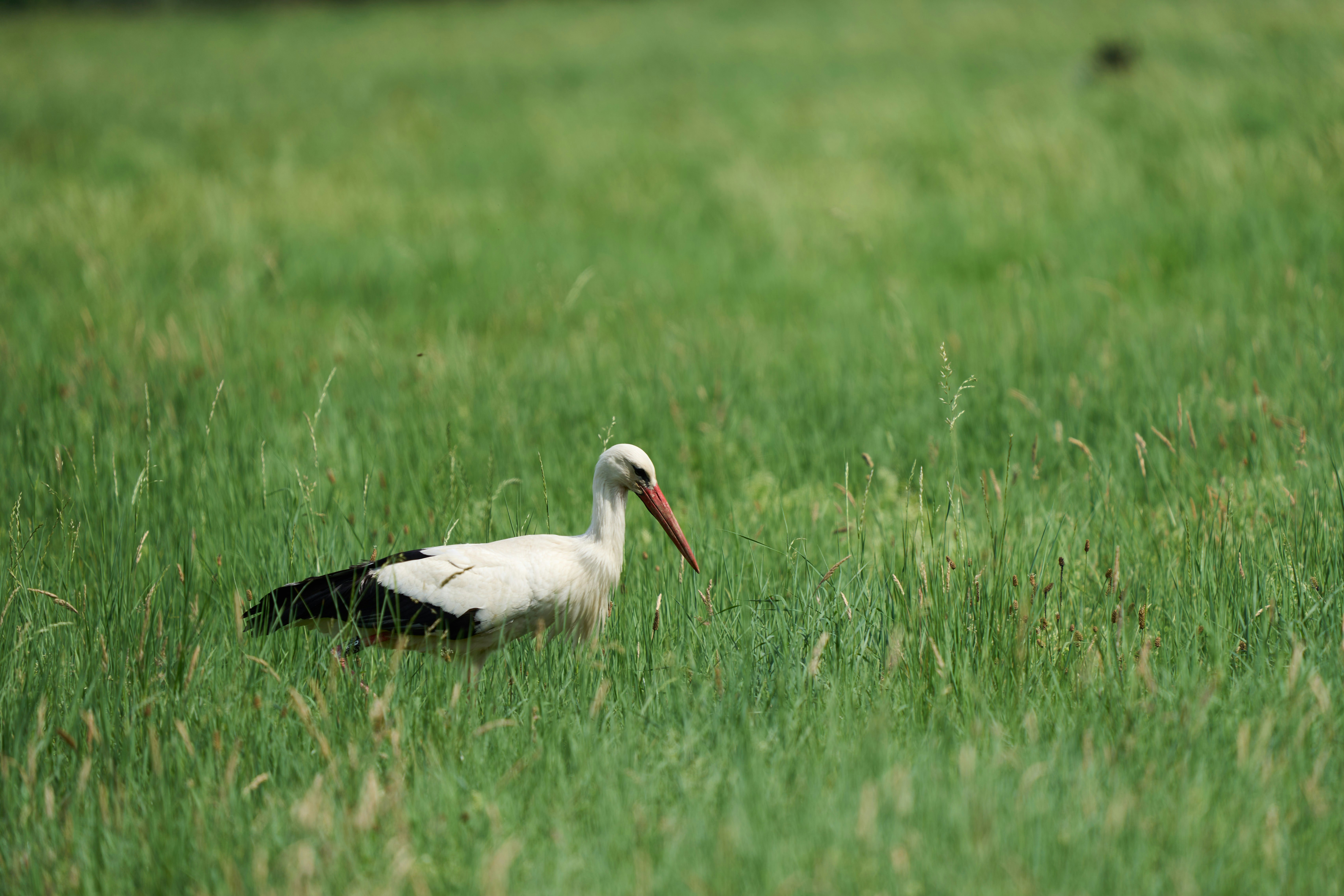 Photo by wolfgang_hasselmann