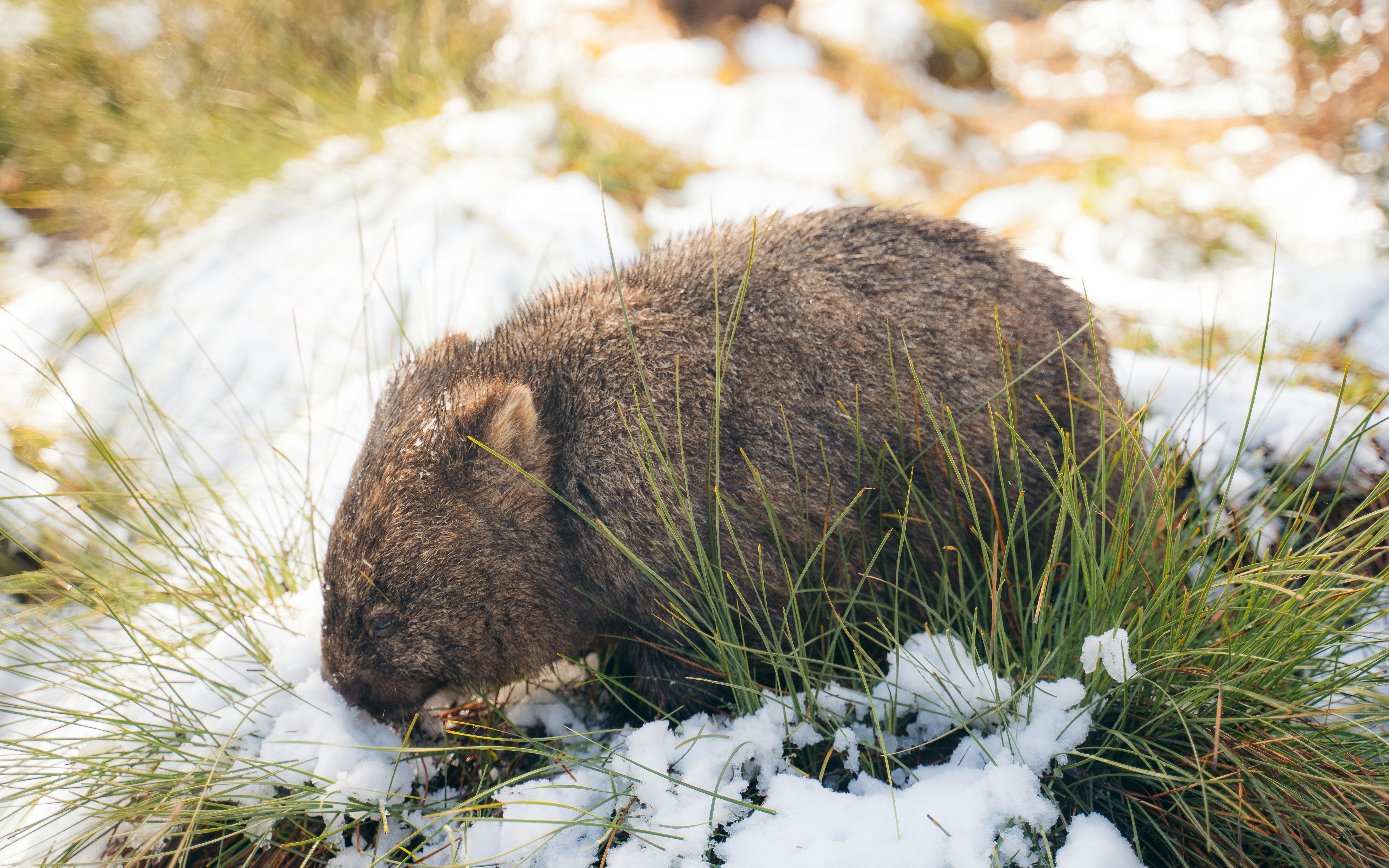 Wombat