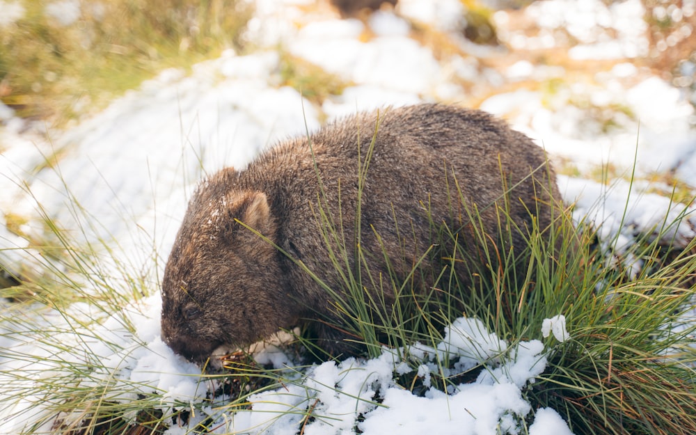 a brown bear standing on top of snow covered ground