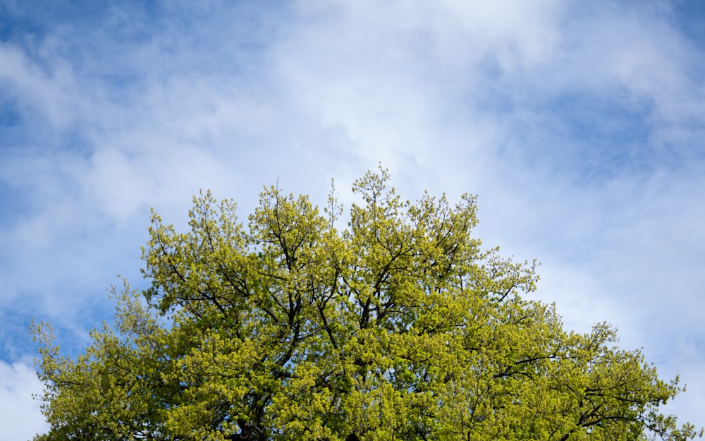 a tree with green leaves and a blue sky in the background