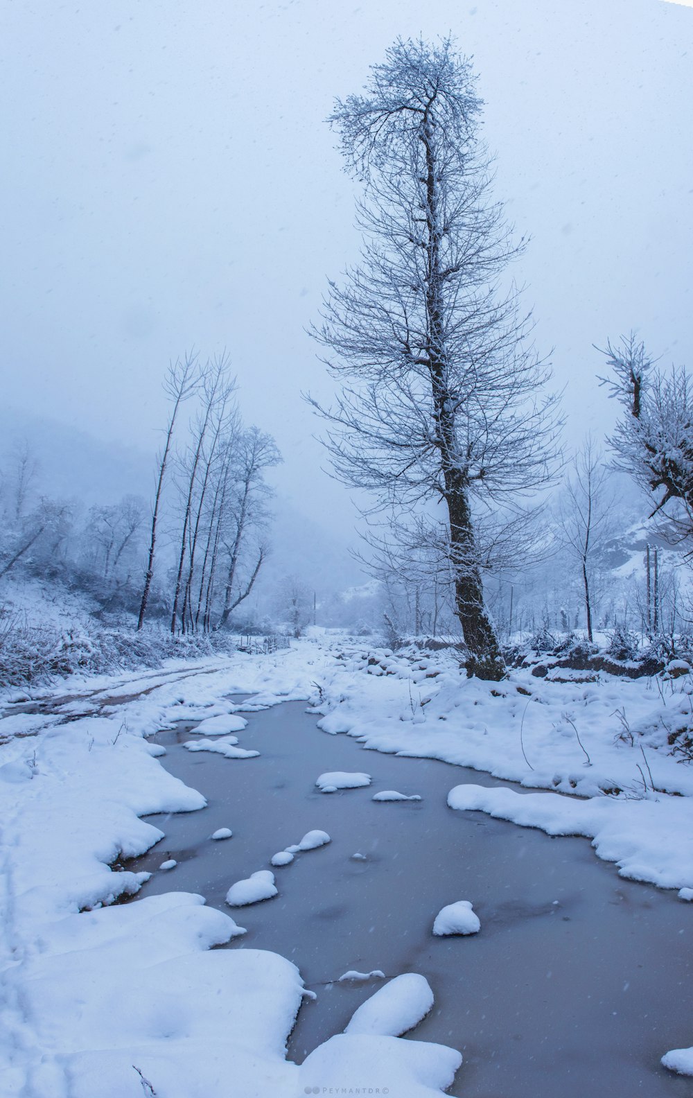 a stream running through a snow covered forest