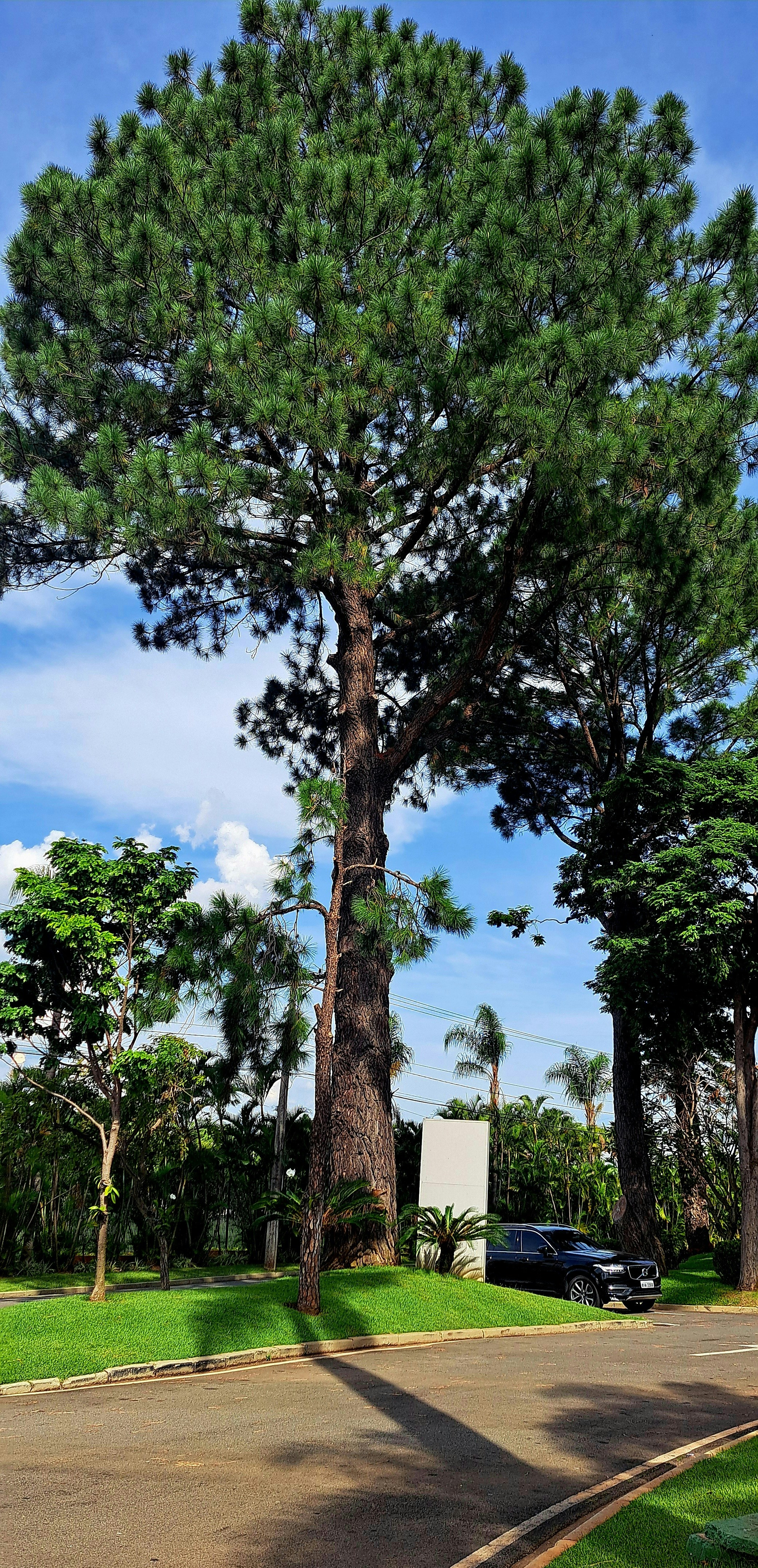 Photo by marcelasilva82