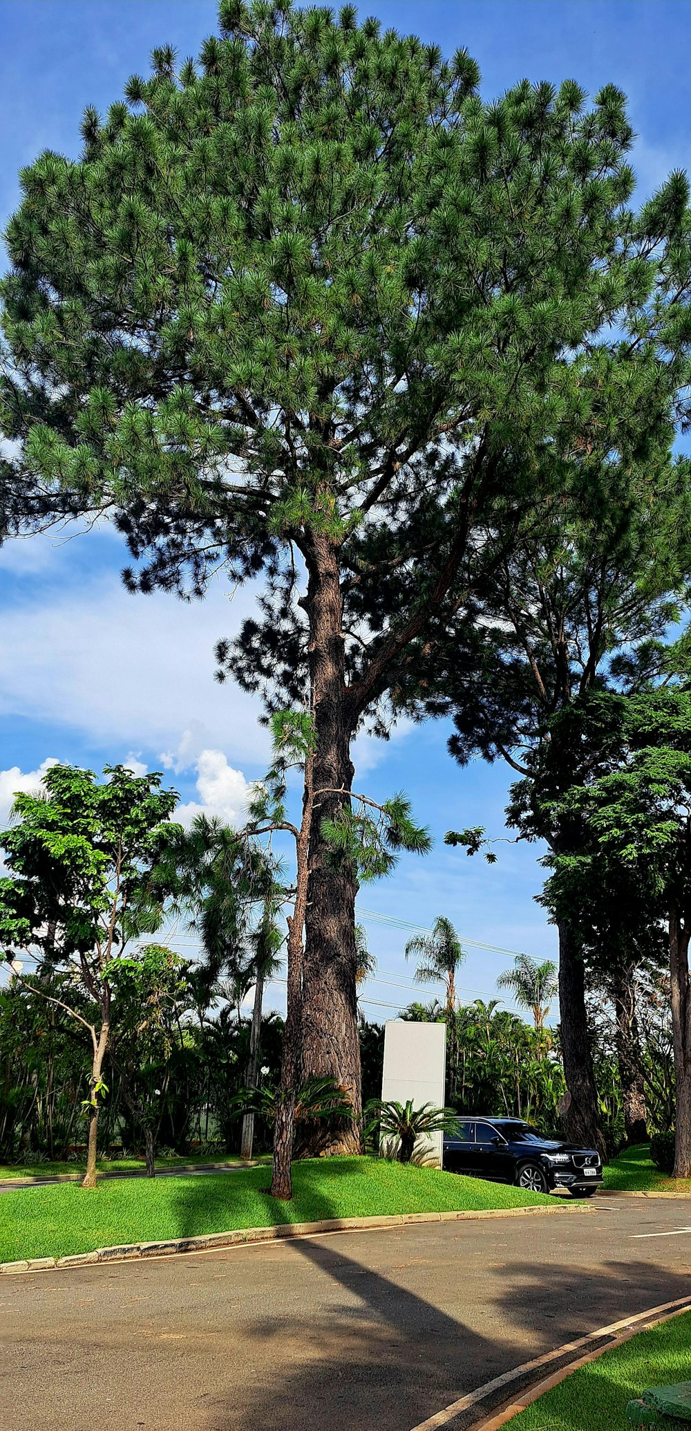 a large tree sitting on the side of a road