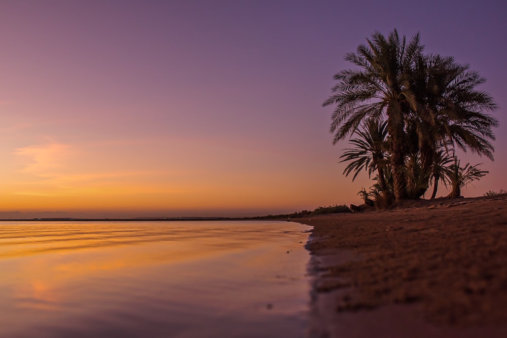 eine Palme, die auf einem Sandstrand sitzt