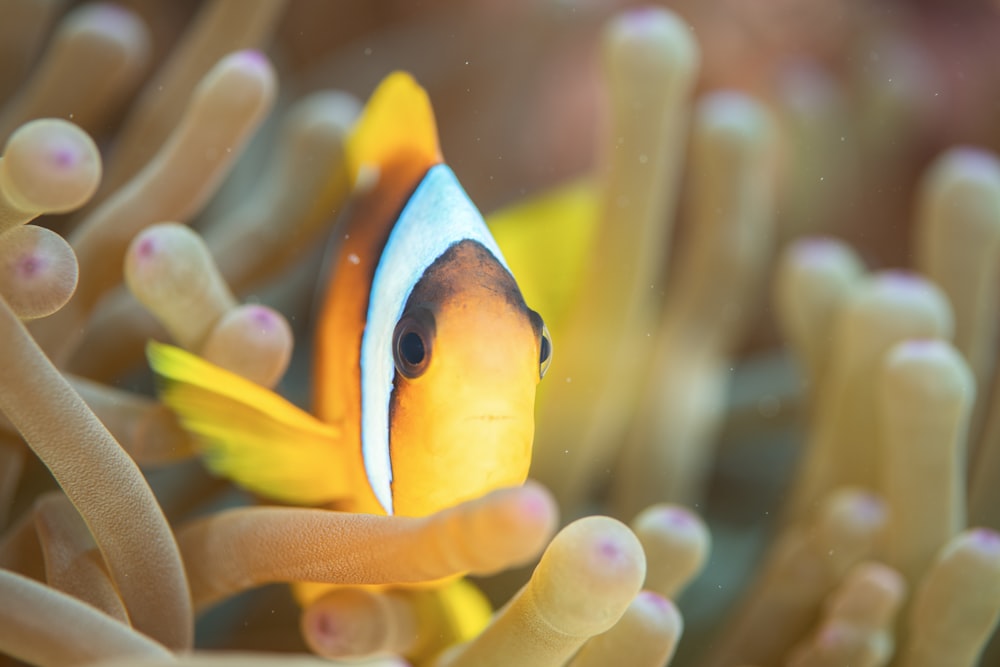 an orange and white clown fish in an anemone