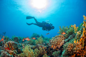 a person swimming over a colorful coral reef