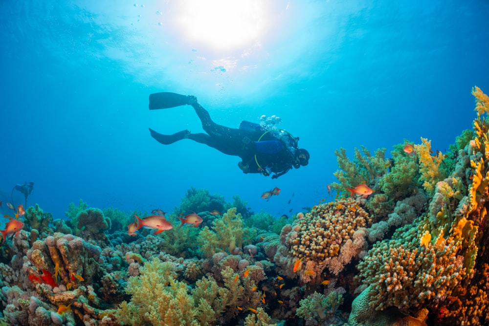 a person swimming over a colorful coral reef