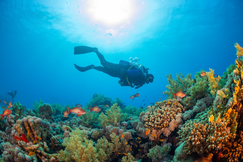 色とりどりの珊瑚礁の上を泳ぐ人