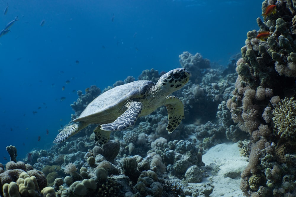 a sea turtle swimming over a coral reef