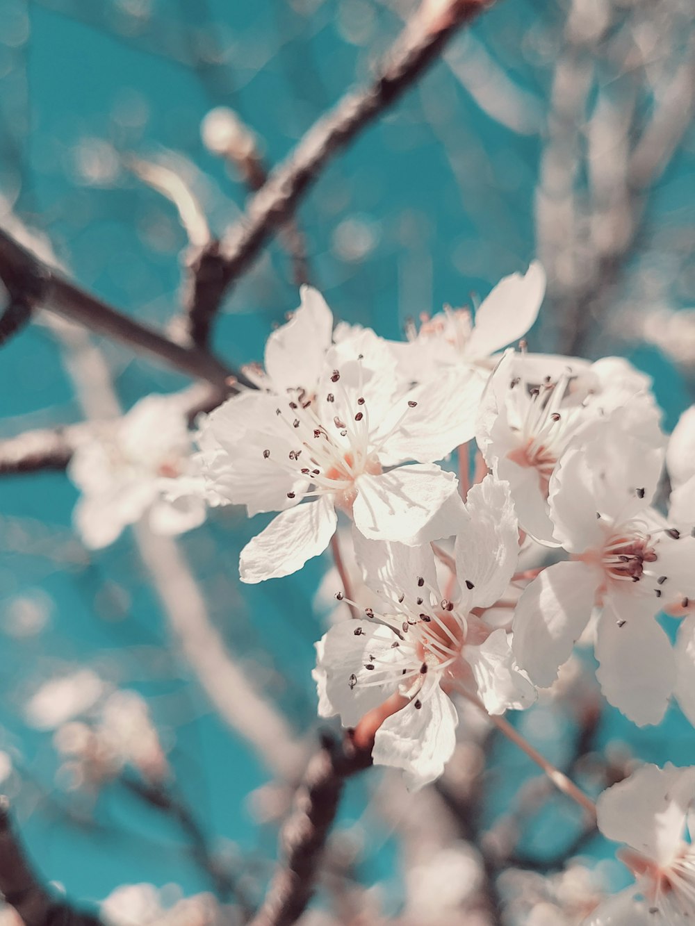 a close up of some white flowers on a tree