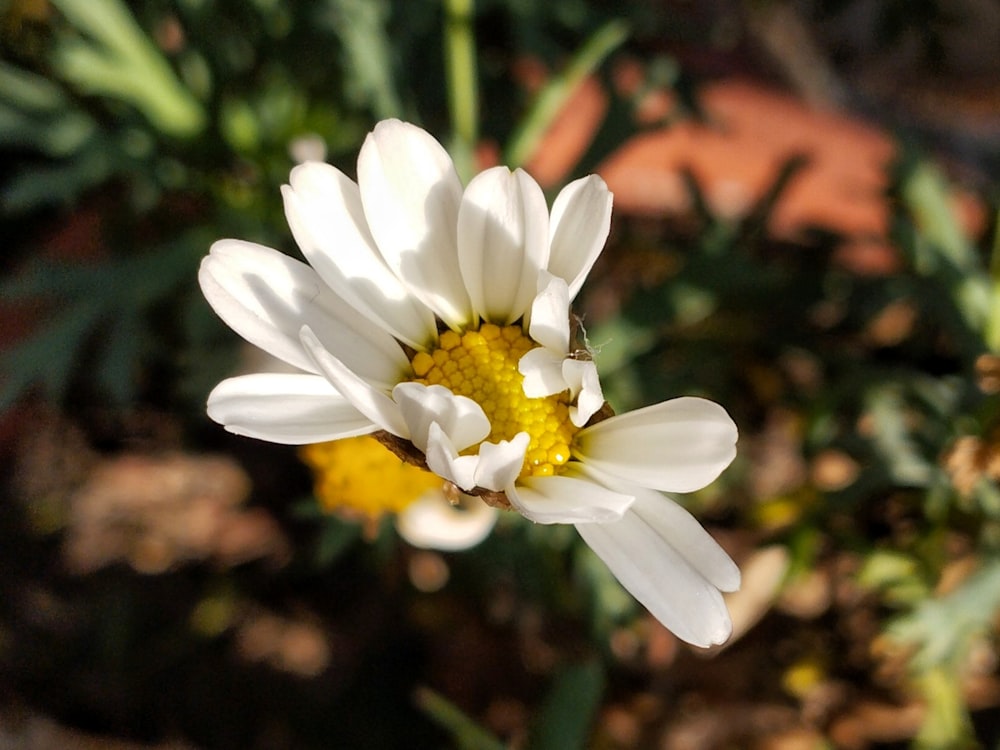 a close up of a white and yellow flower