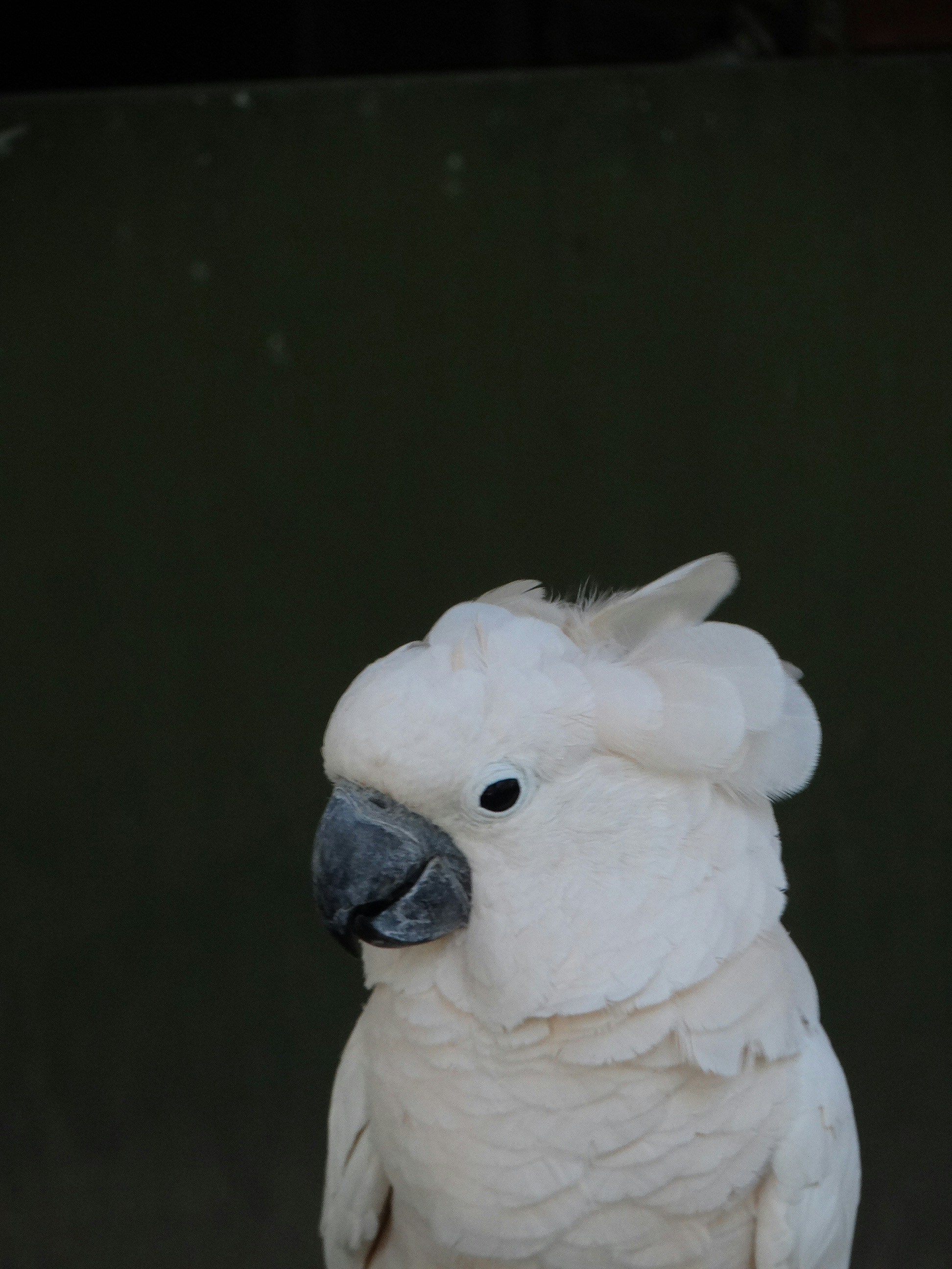 4) Goffin&rsquo;s Cockatoos (image credits: unsplash)