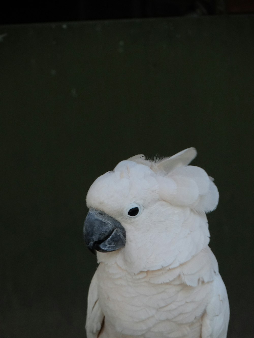 a close up of a white bird with a black beak